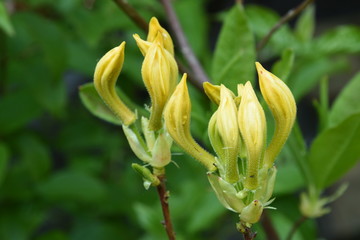 Obraz premium buds of the azalea in the city garden