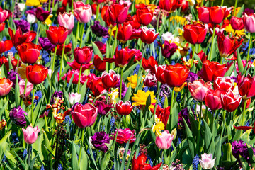 Fototapeta premium Tulips field in Holand Keukenhof. Tulip flower colours.