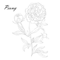 Peonies and leaves, flower buds. Line art on white background. Botanical sketch, ink drawing. Hand drawn vector floral illustration