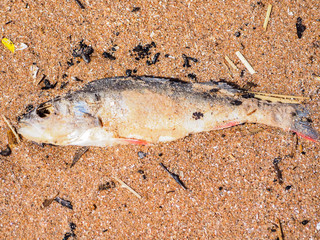 Dead fish on the sand beach of sea or lake. Close-up of small dead fish. Water pollution concept.