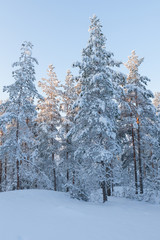 Trees covered in snow at winter forest