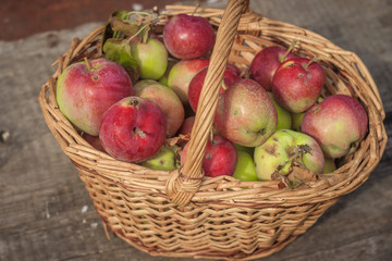 Wicker basket with garden apples. Red garden apples. Own harvest. Fruit without preservatives