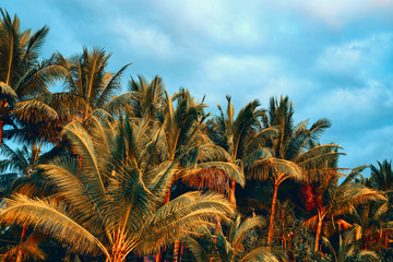 Fototapeta na wymiar Coco palm trees and cloudy sky in sunset light. Tropical landscape photo in golden hour. Green palm leaves on blue sky