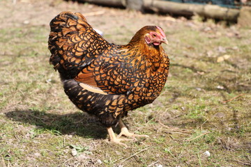 Free-living chicken American Wyandots