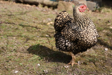 American Wyandots Chicken 