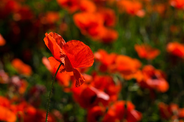 poppy field at back lit