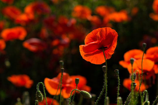 Backmohn Bilder – Durchsuchen 45,183 Archivfotos, Vektorgrafiken und ...