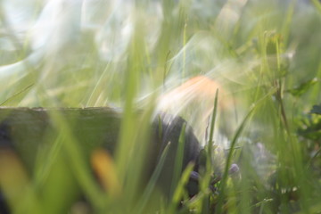 Obraz na płótnie Canvas grass in the wind