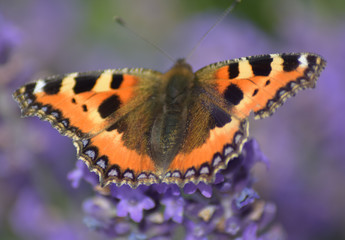 Obraz premium Schmetterling 