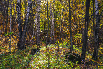 Autumn in the forest