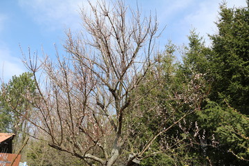 Blossoming apricot tree in spring