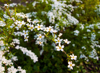 white flowers in spring