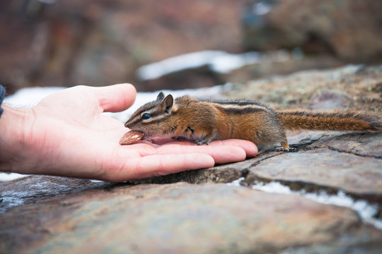 Side view of Least Chipmunk, Tamias minimus, eating from hand