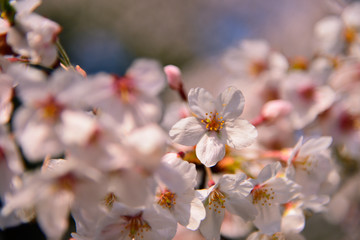 【神奈川県】横須賀市　諏訪大神社の桜