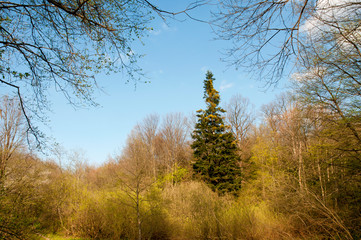Blooming trees on a mountain lake in the open air against the background of the forest and mountains