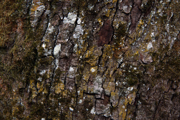Old oak tree bark with moss and lichens