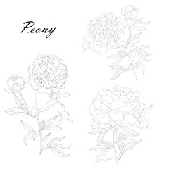 Vector floral set with peonies and leaves, flower buds. Line art on white background. Sketch, ink drawing. Hand drawn illustration