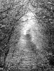 Waldweg schwarz-weiß