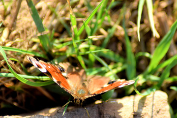 Schmetterling Portrait