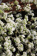 Blooming Williams Christ pear tree