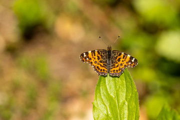Nature