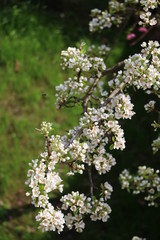 Blooming Williams Christ pear tree