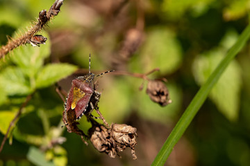 Nature