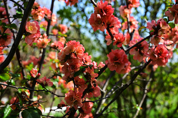 Chaenomeles japonica - pink flowers on twigs.