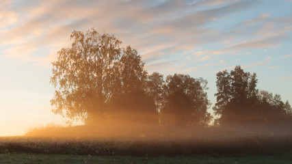 Naklejka na ściany i meble Meadow landscape with mist at dawn