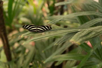 Beautiful tropical butterfly sitting on a branch of exotic plant