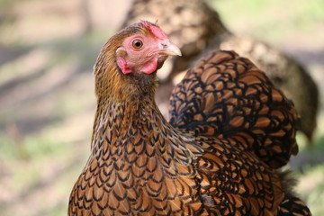 Close up of chicken American Wyandots