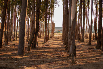 forest with tall trees