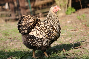 Free-living chicken American Wyandots