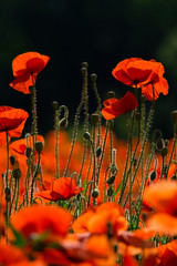 poppy field at back lit