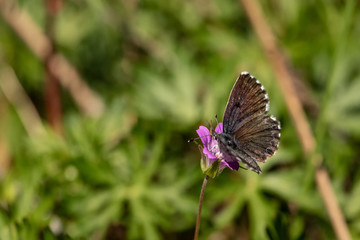Nature