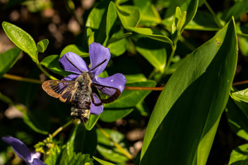 Fototapeta premium Nature