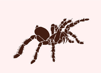 Graphical tarantula spider, vector vintage illustration