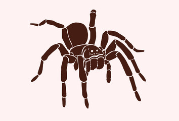 Graphical tarantula spider, vector vintage illustration