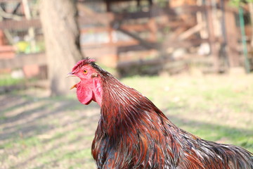 Screaming rooster American Wyandots