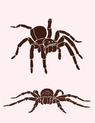 Graphical tarantula spider, vector vintage illustration