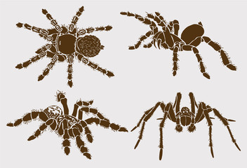 Graphical set of tarantula spiders, vector vintage illustration