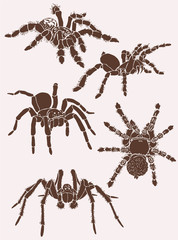 Graphical set of tarantula spiders, vector vintage illustration