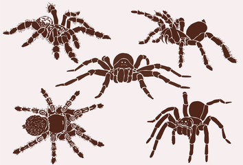 Graphical set of tarantula spiders, vector vintage illustration - obrazy, fototapety, plakaty