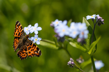 Nature