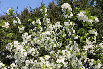 Williams Christ pear tree with white flowers in spring, Germany