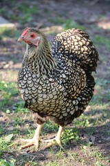 Free-living chicken American Wyandots