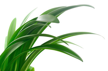 Green grass leaves.