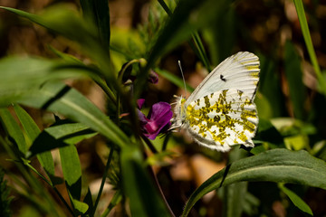 Nature