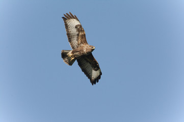 buzzard in flight