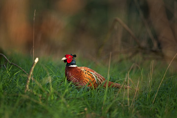common pheasant, phasianus colchicus, spring, Czech Republic
